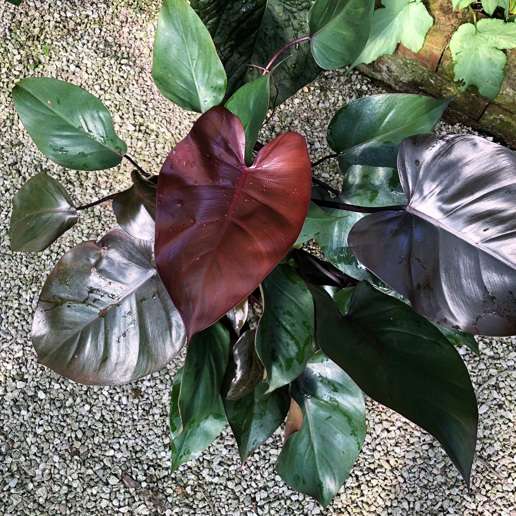 Mamboreta - philodendron royal queen