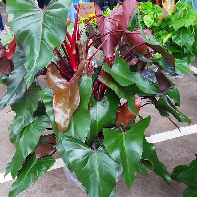 Philodendron Sanguineo: Cuidados 3 Mamboreta - philodendron sanguineo portada