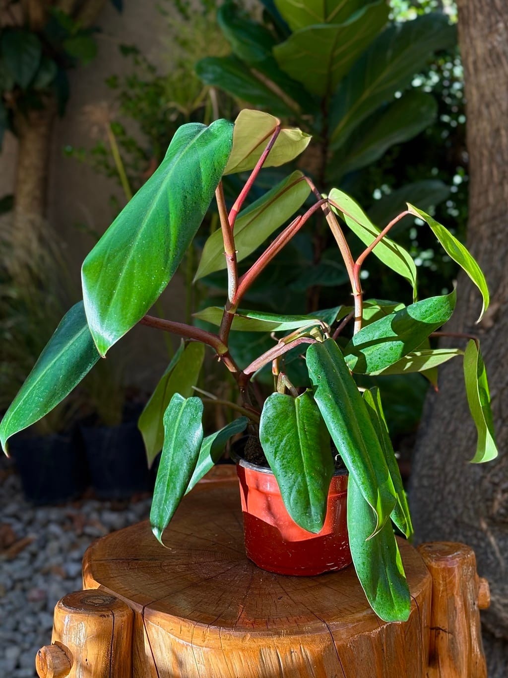 Philodendron Sanguineo: Cuidados 1 Mamboreta - philodendron sanguineo