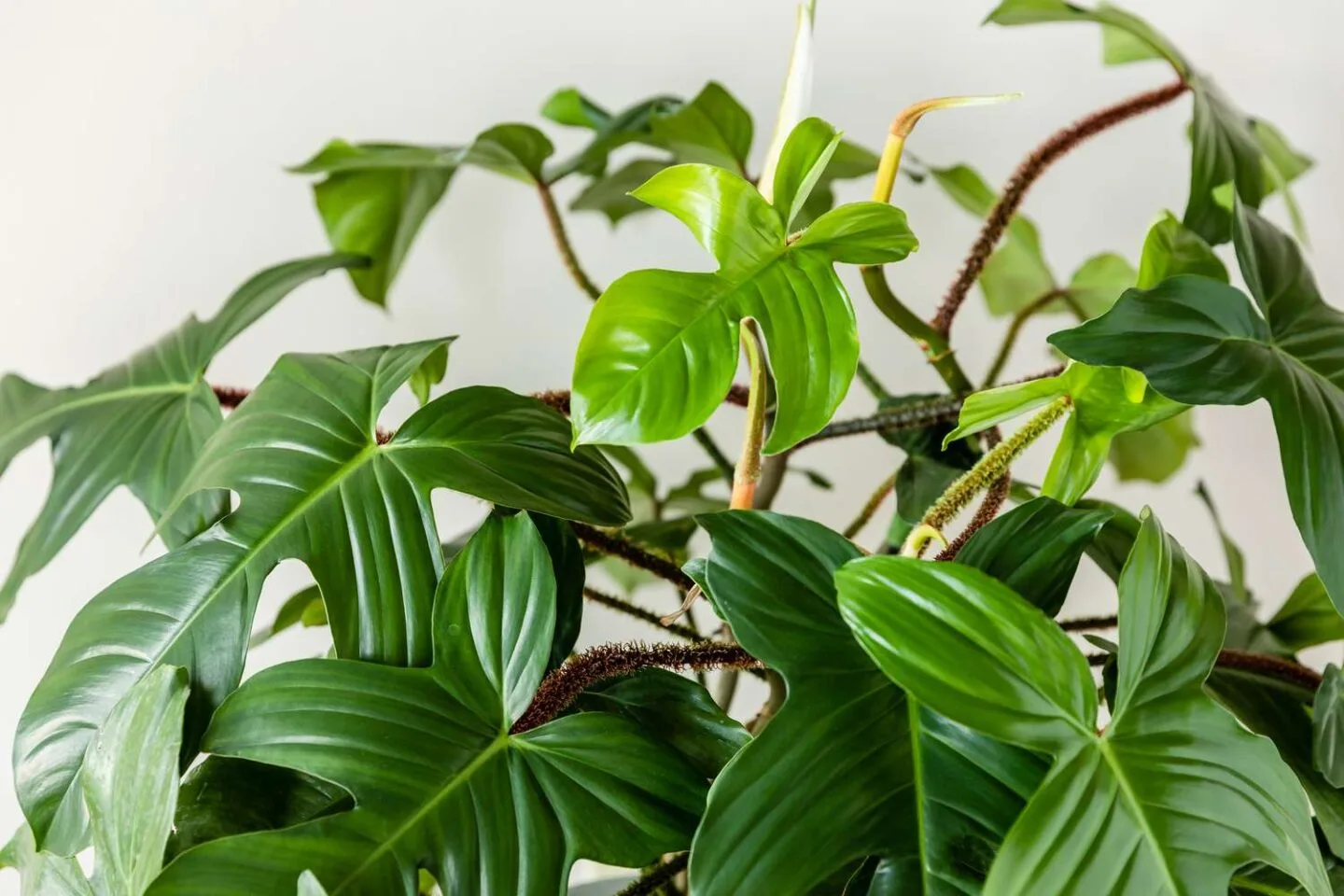 Squamiferium: Cuidados 2 Mamboreta - squamiferium 1 scaled