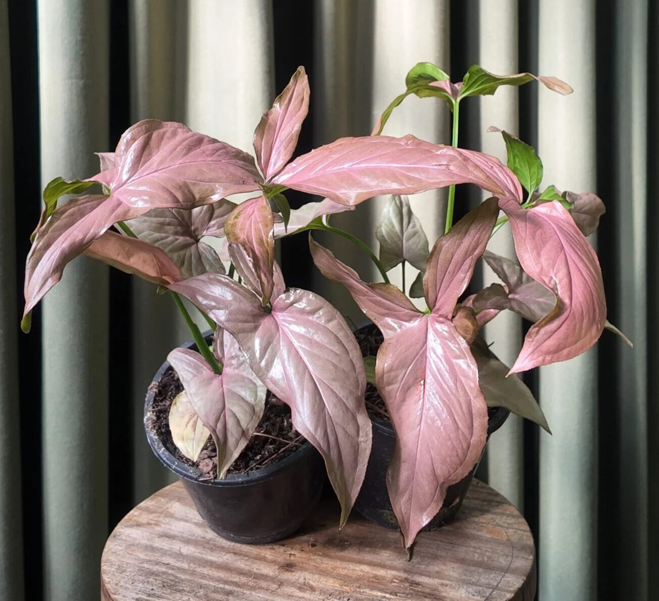 Syngonium: Cuidados 1 Mamboreta - syngonium pink 1